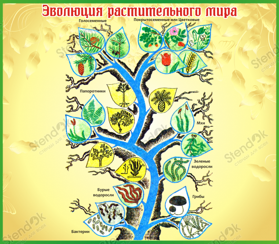 Эволюция растений схема 9 класс